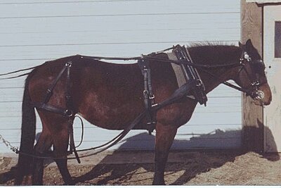 Click image for larger version

Name:	harness01.jpg
Views:	203
Size:	31.2 KB
ID:	214773