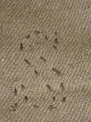 Click image for larger version

Name:	Blanket S 130.jpg
Views:	185
Size:	63.4 KB
ID:	215172