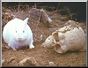 Click image for larger version

Name:	KillerRabbit.jpg
Views:	219
Size:	10.0 KB
ID:	217632