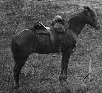Click image for larger version

Name:	horse.jpg
Views:	203
Size:	248.2 KB
ID:	221151