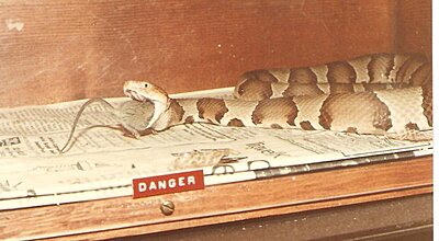 Click image for larger version

Name:	Pet Copper Head 0&amp;amp;#.jpg
Views:	255
Size:	51.0 KB
ID:	222109