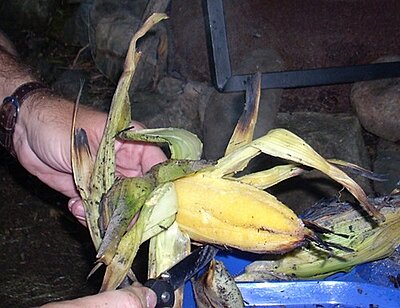 Click image for larger version

Name:	C.E.6 Cooked Corn Meal.JPG
Views:	269
Size:	66.2 KB
ID:	227934