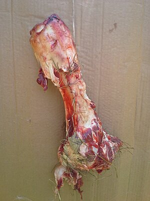 Click image for larger version

Name:	Leg Bone Before.jpg
Views:	229
Size:	1.61 MB
ID:	230863
